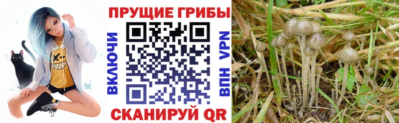 Галлюциногенные грибы Cubensis  Семёнов 